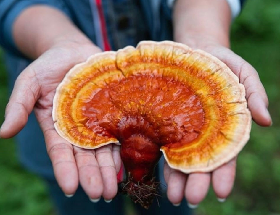 ALL WHAT YOU NEED TO KNOW ABOUT REISHI